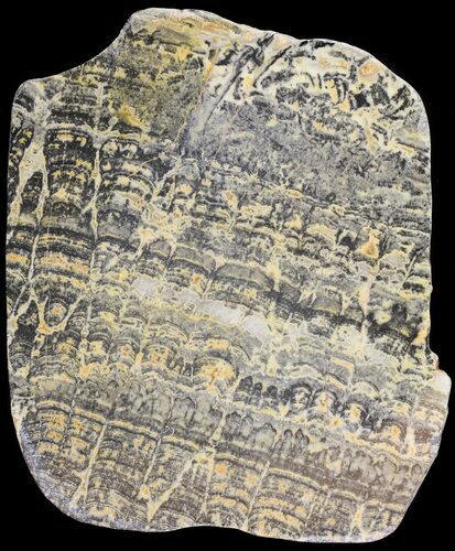 Columnar Stromatolite (Asperia) From Australia - Proterozoic #65504